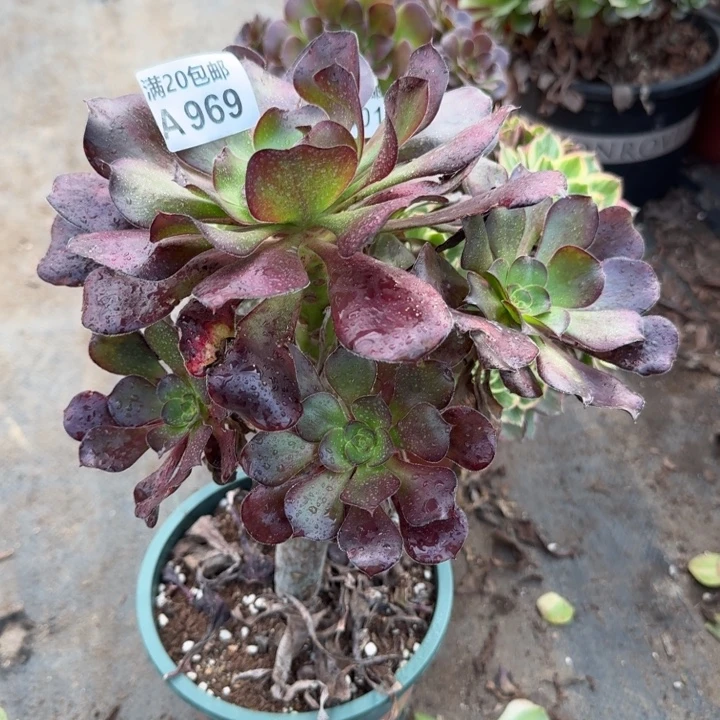 满20包邮，969巫毒