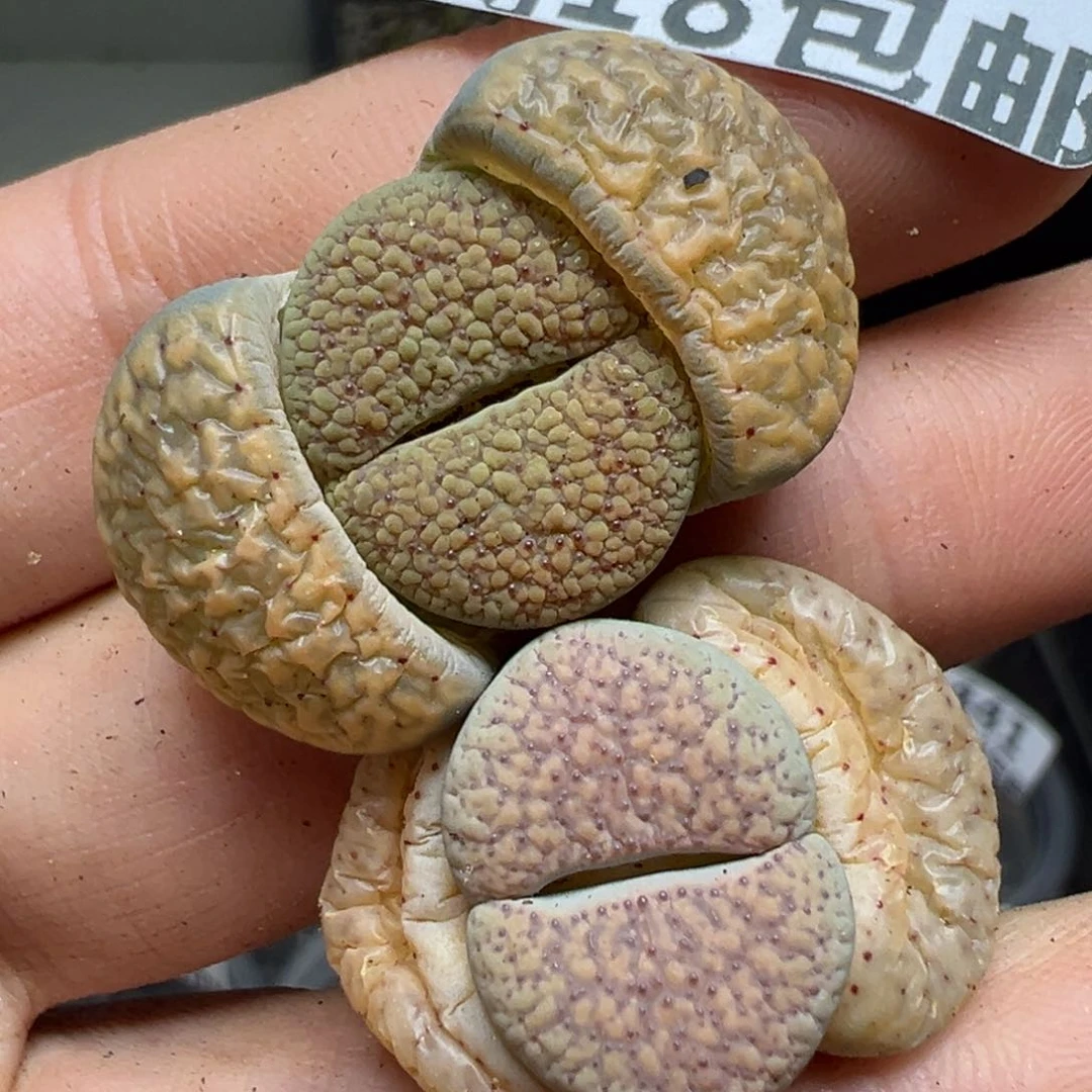 【闪购商品】446……