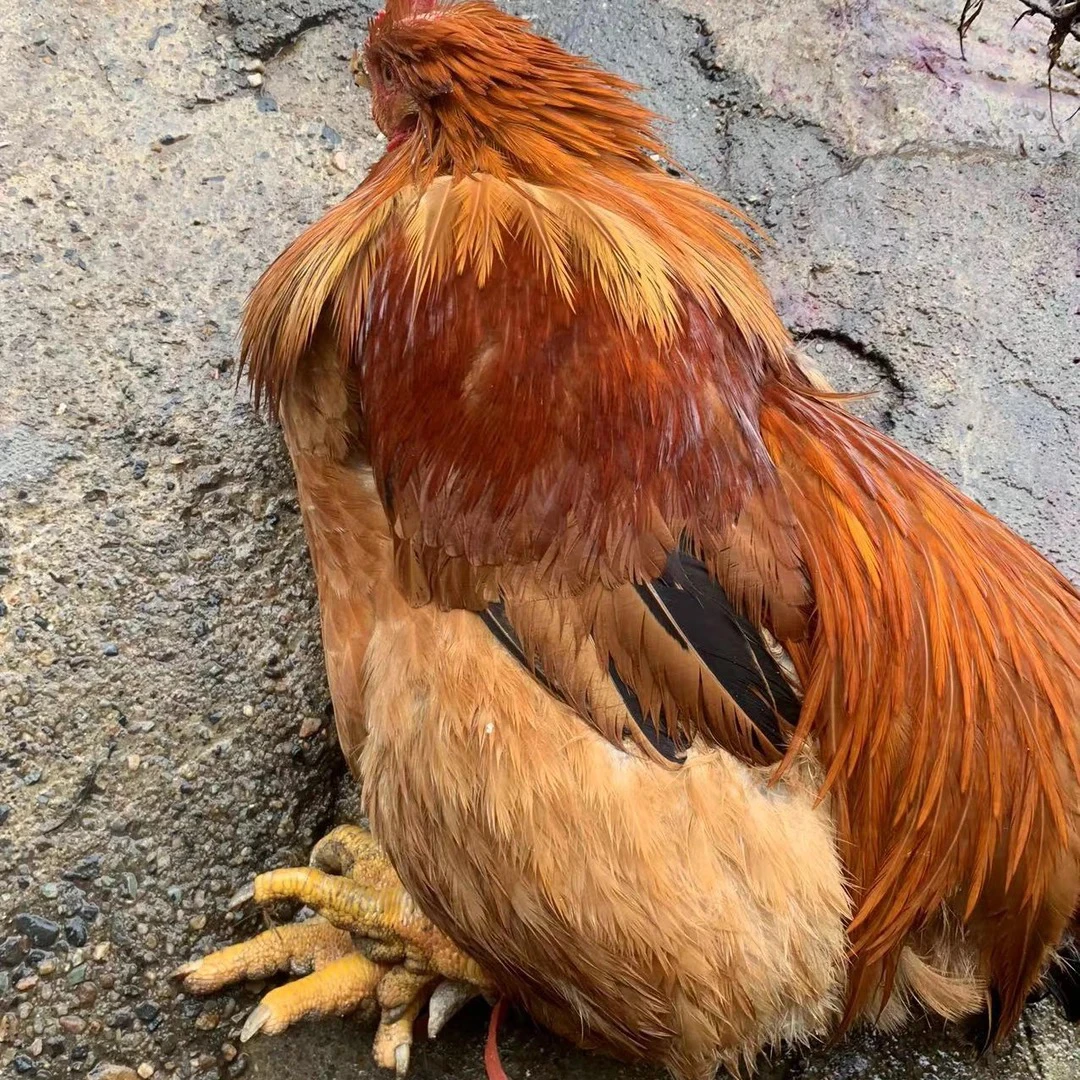 散养270天乡下土鸡 喂玉米 脆皮爽口大扇鸡