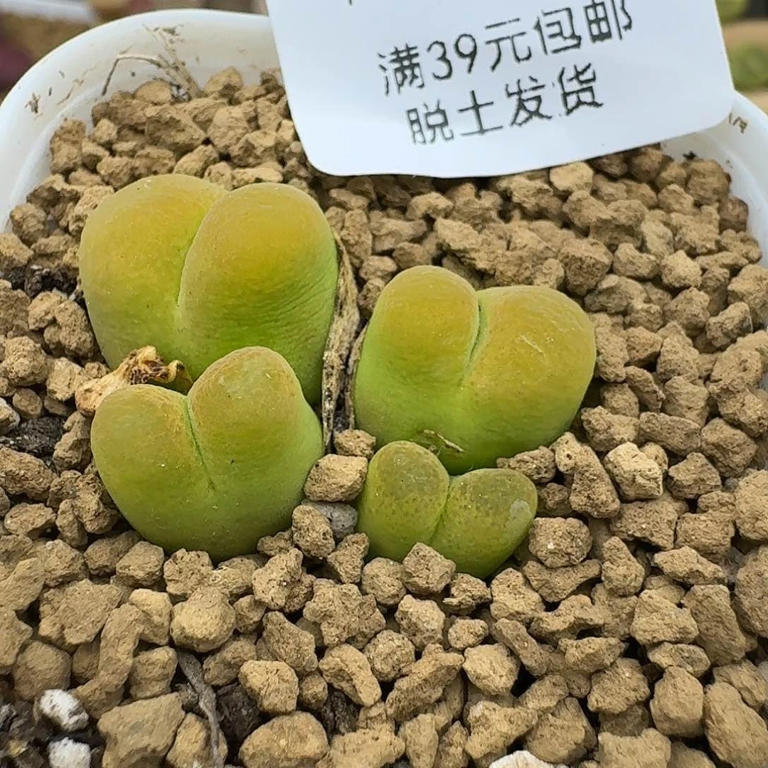 590多肉哈哈哈哈哈哈哈哈哈