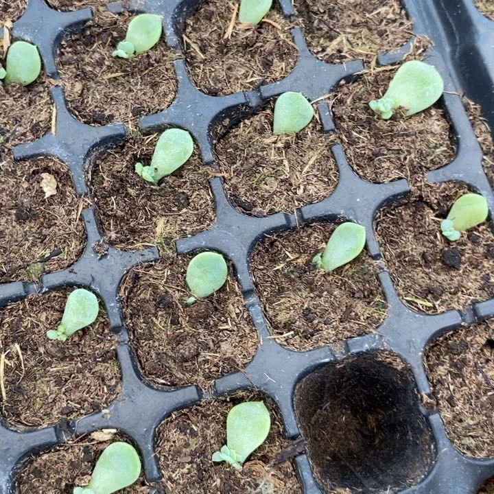 纸鸢芽苗一个多肉