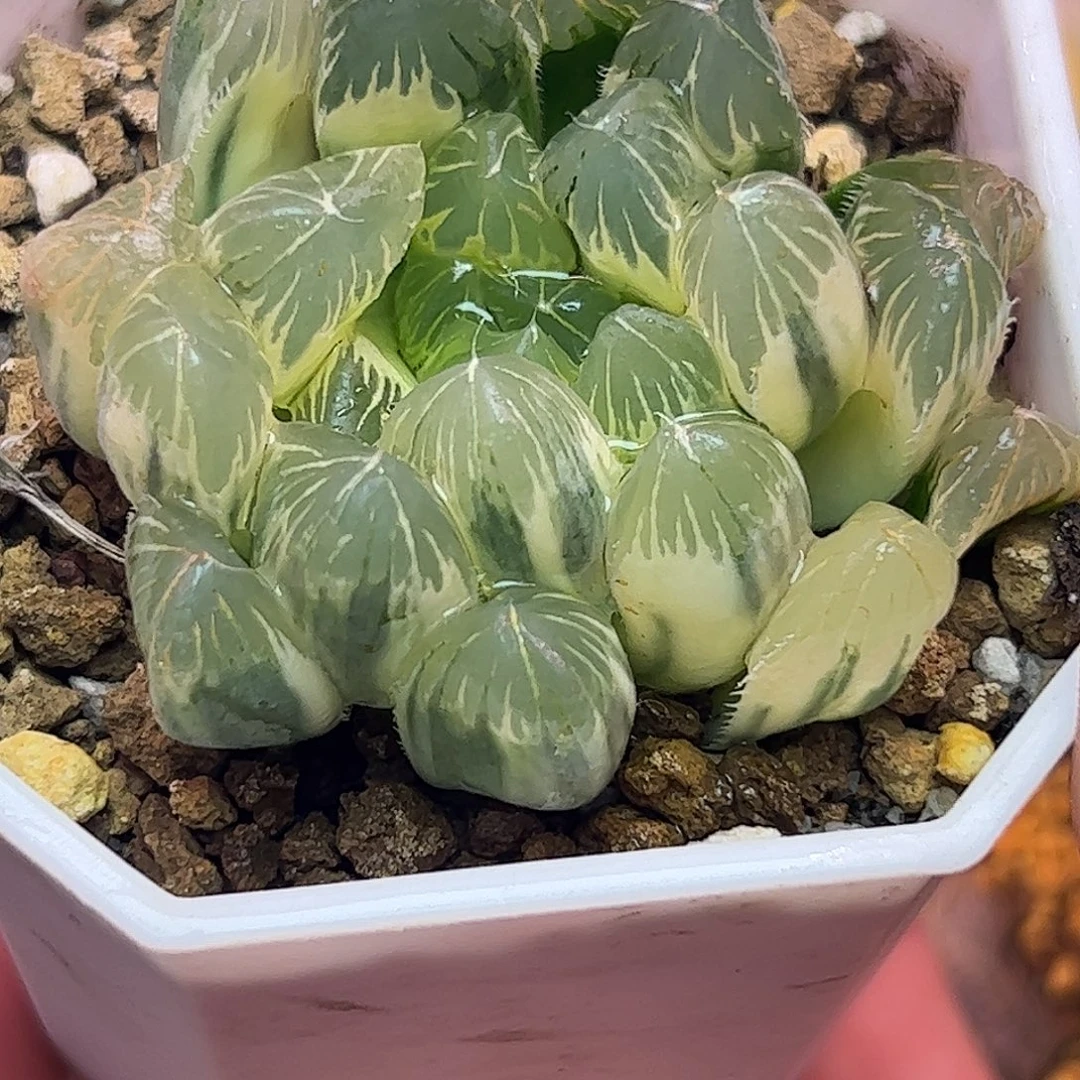 糊斑夏沫锦十二卷多肉