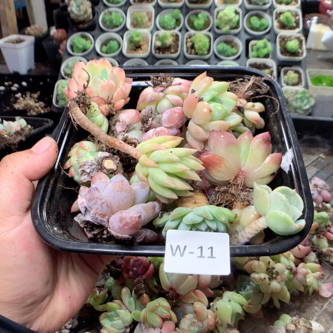 无花朵W11英语英语