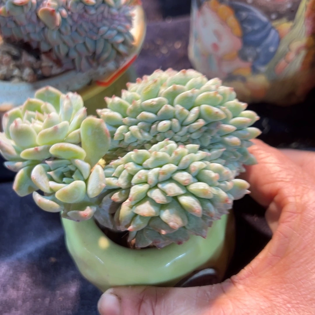 新年快乐啊宝宝们88888888888