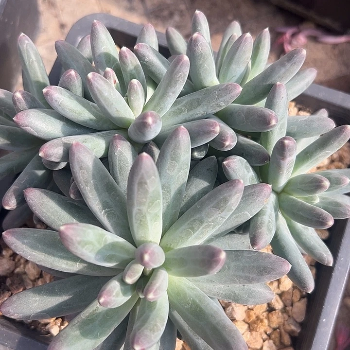 大群杂交美人特价