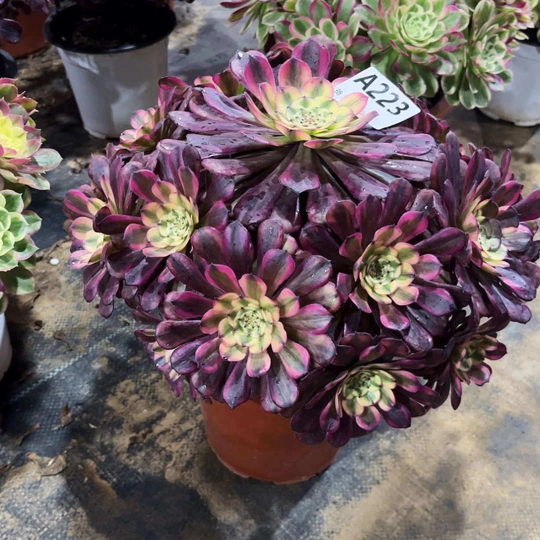 多肉植物美姬变异223多肉