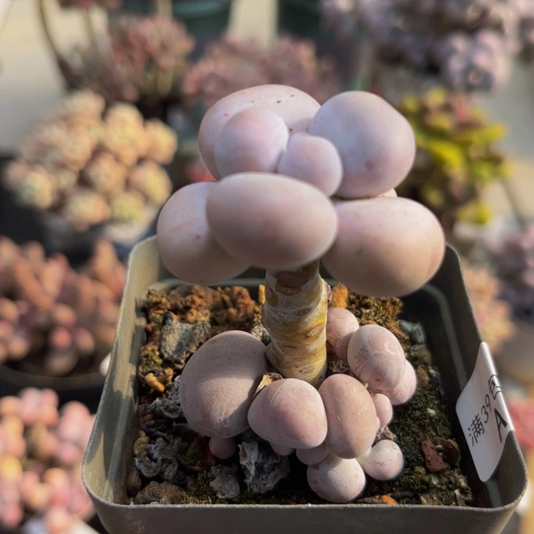 904芭比奶酪5cm多肉植物