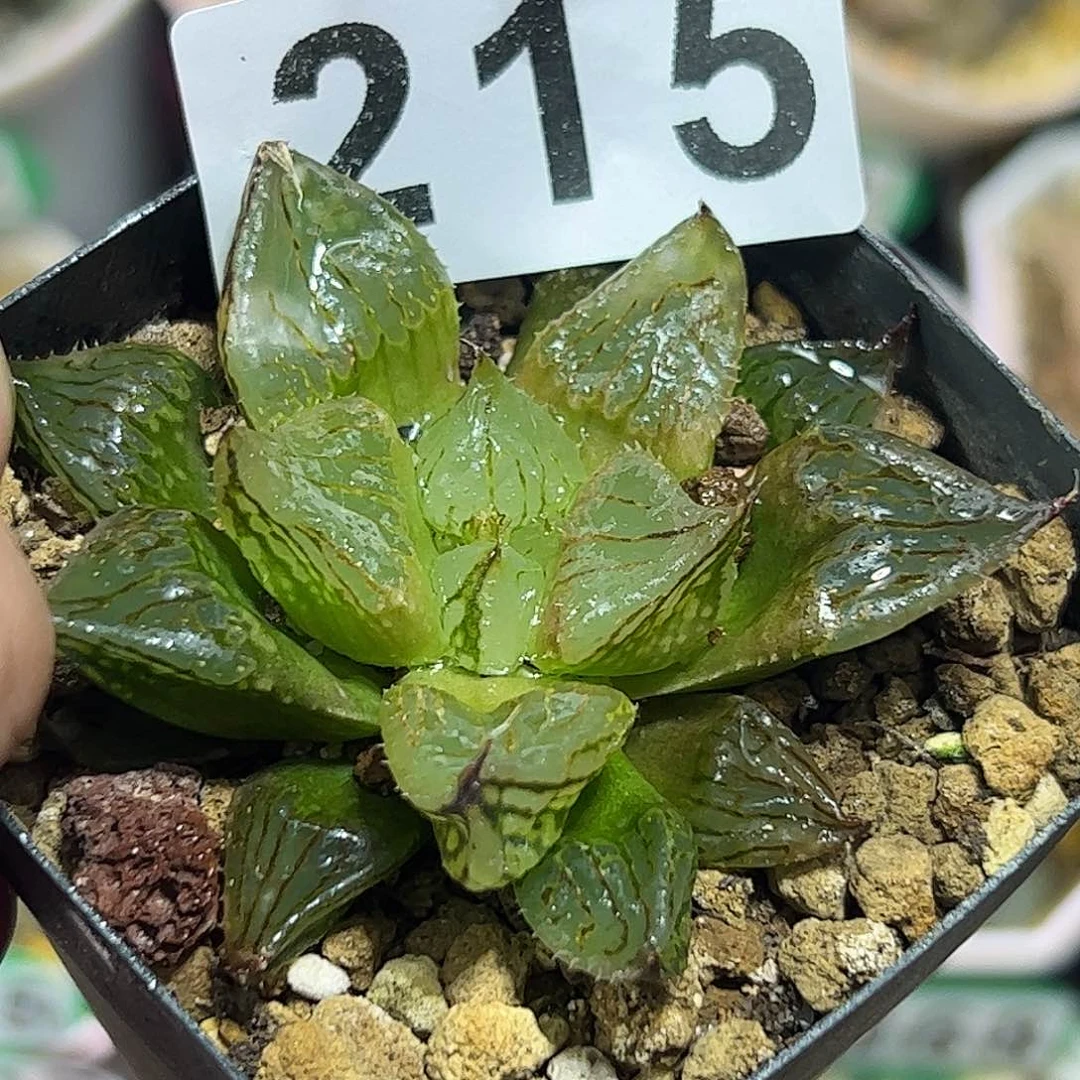 实生裹十二卷多肉植物
