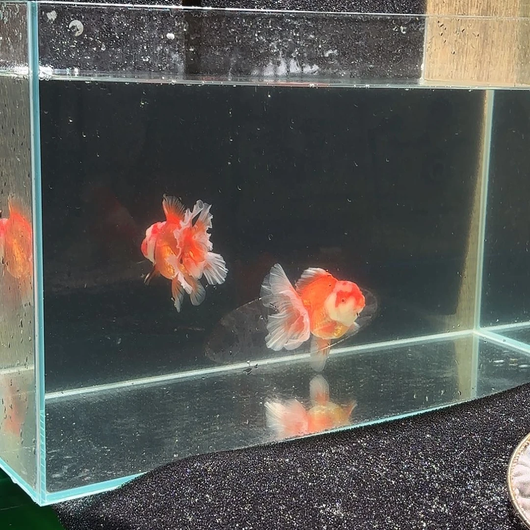 饱***️金鱼圆通两条包邮