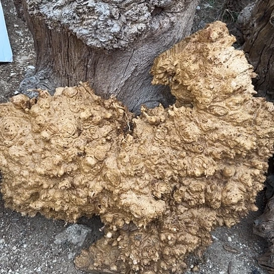 新**业紫砂噜啦啦啦啦啦啦