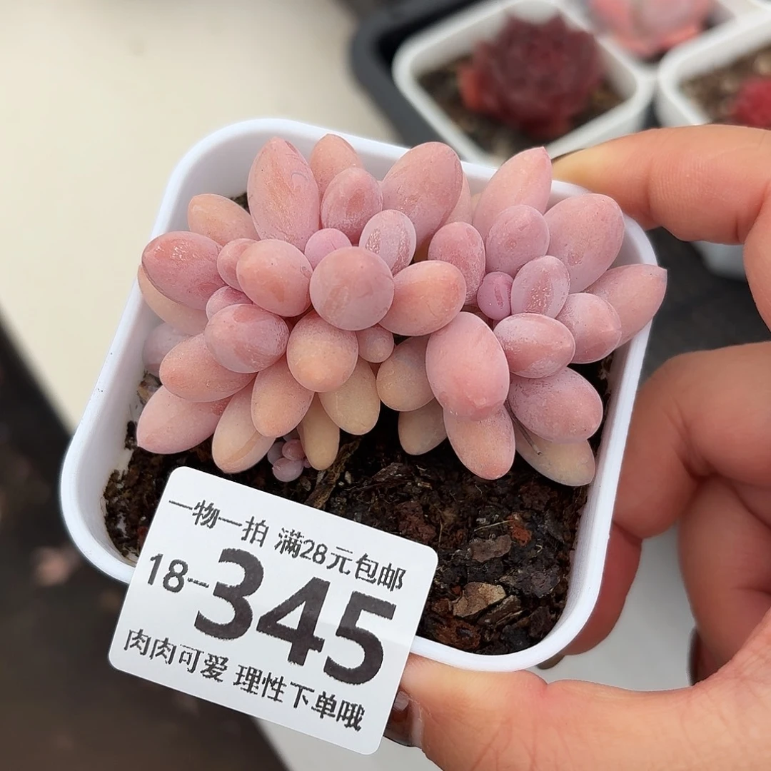 汤圆无盆土发货无盆土发货无