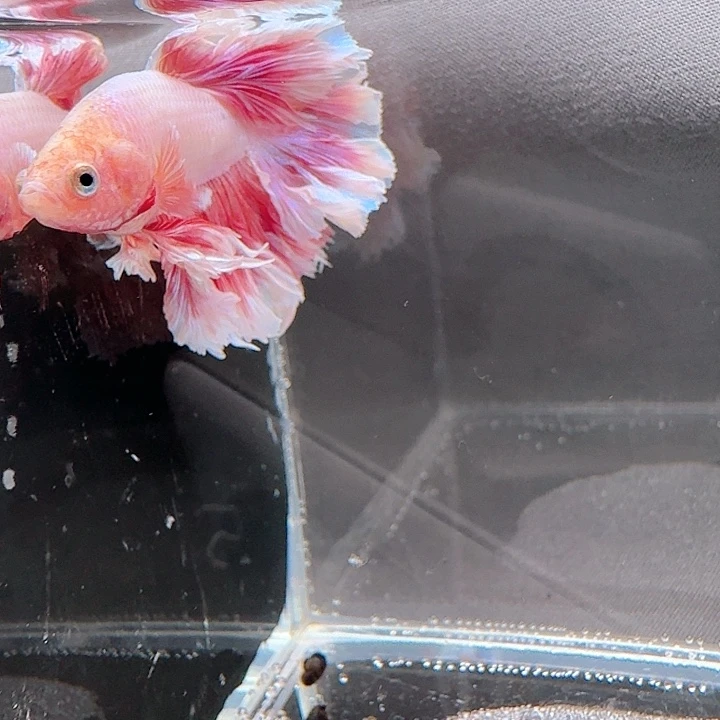 海水鱼147号印尼hmpk