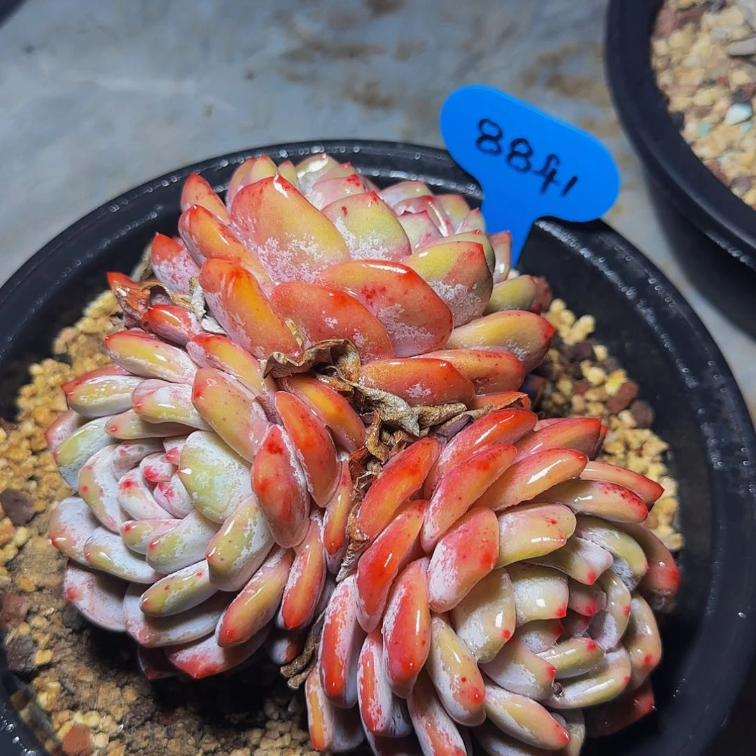 三头橙梦露8841号一物一拍