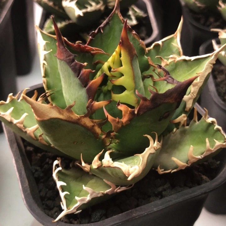 红猫仁王冠龙舌兰