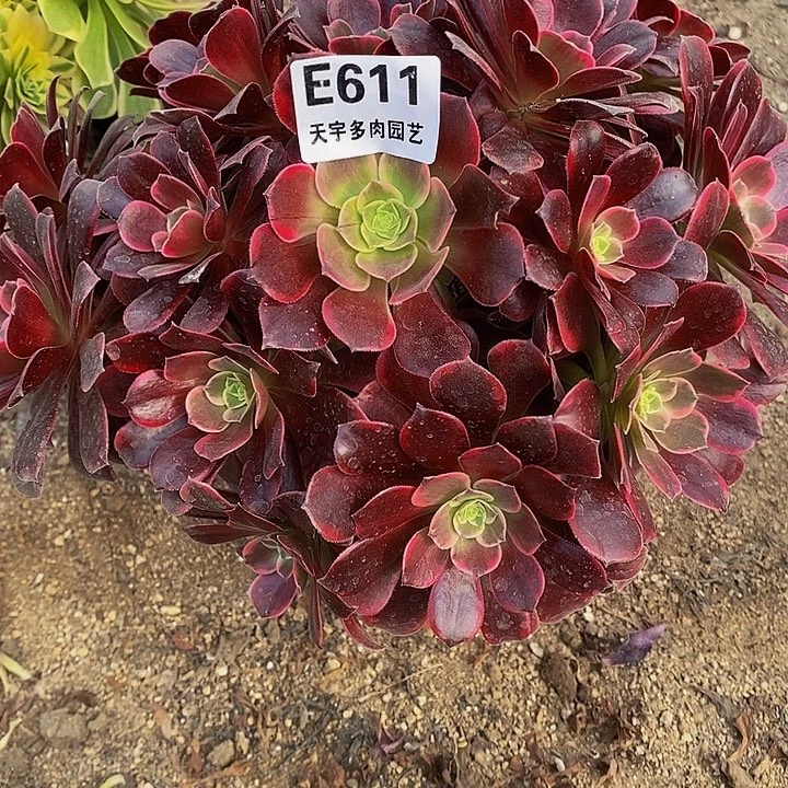 多肉蒙娜丽莎611多肉