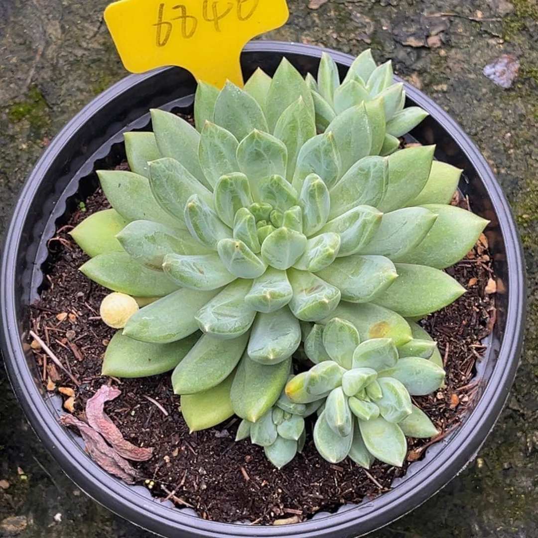 6846号上午多肉植物群生多肉