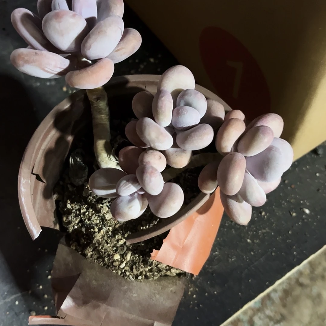老*Y284多肉植物提取萃取剂中