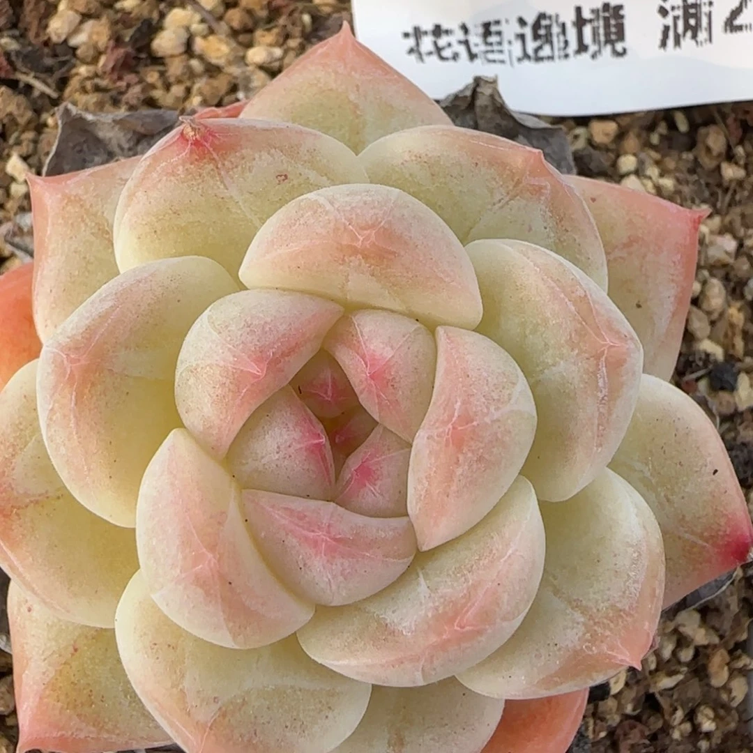 花语逸境0220-292