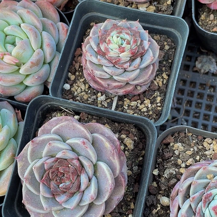 单头天鹅绒带盆土