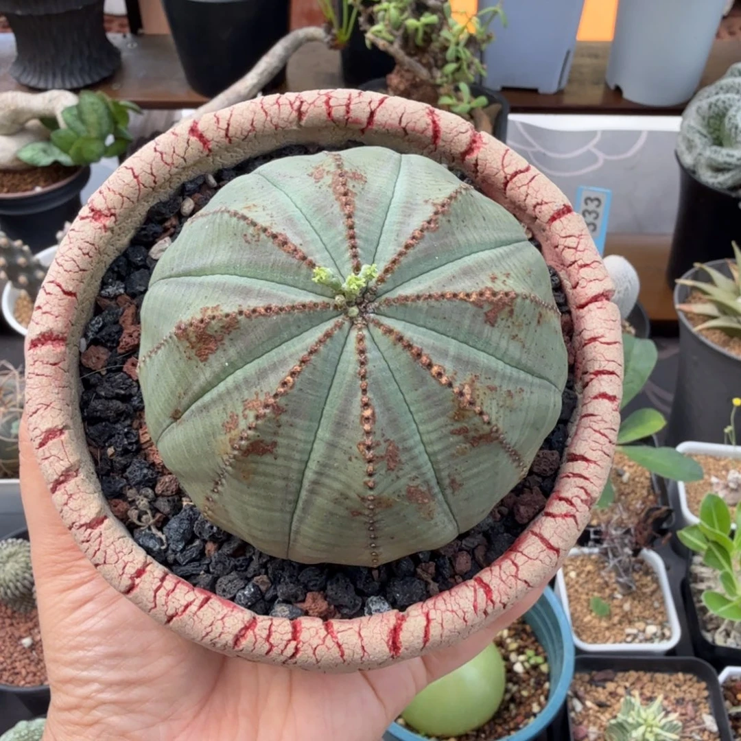 V***n实生布纹球(脱土发)