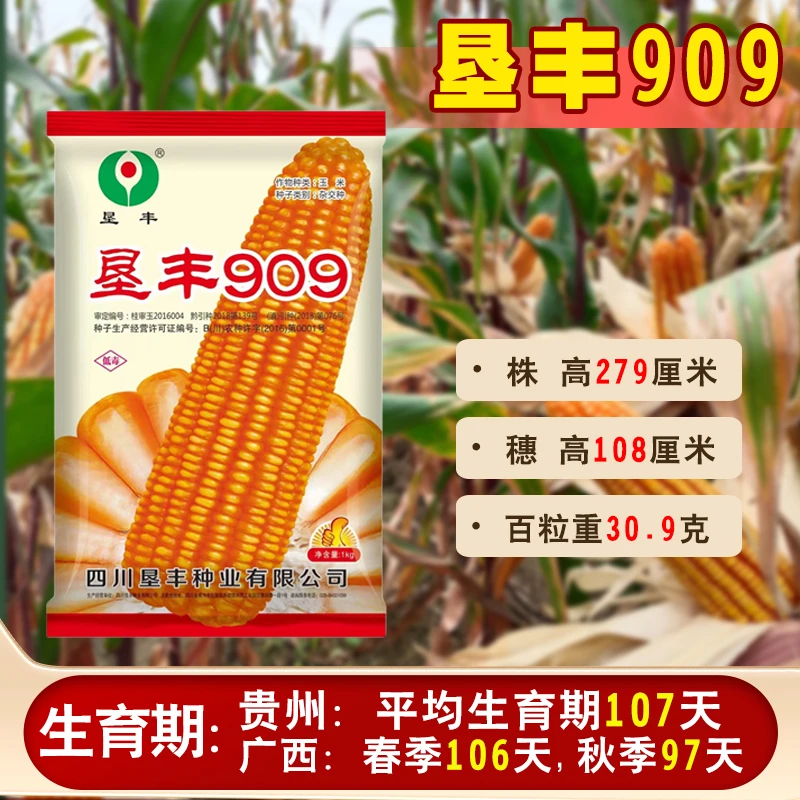 玉米种子垦丰909矮杆大棒硬粒棒子大适应中低海拔种植