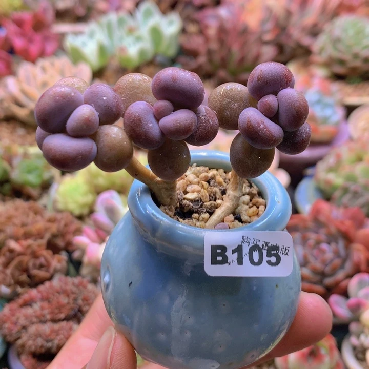 一物一拍含盆土满38包邮B105