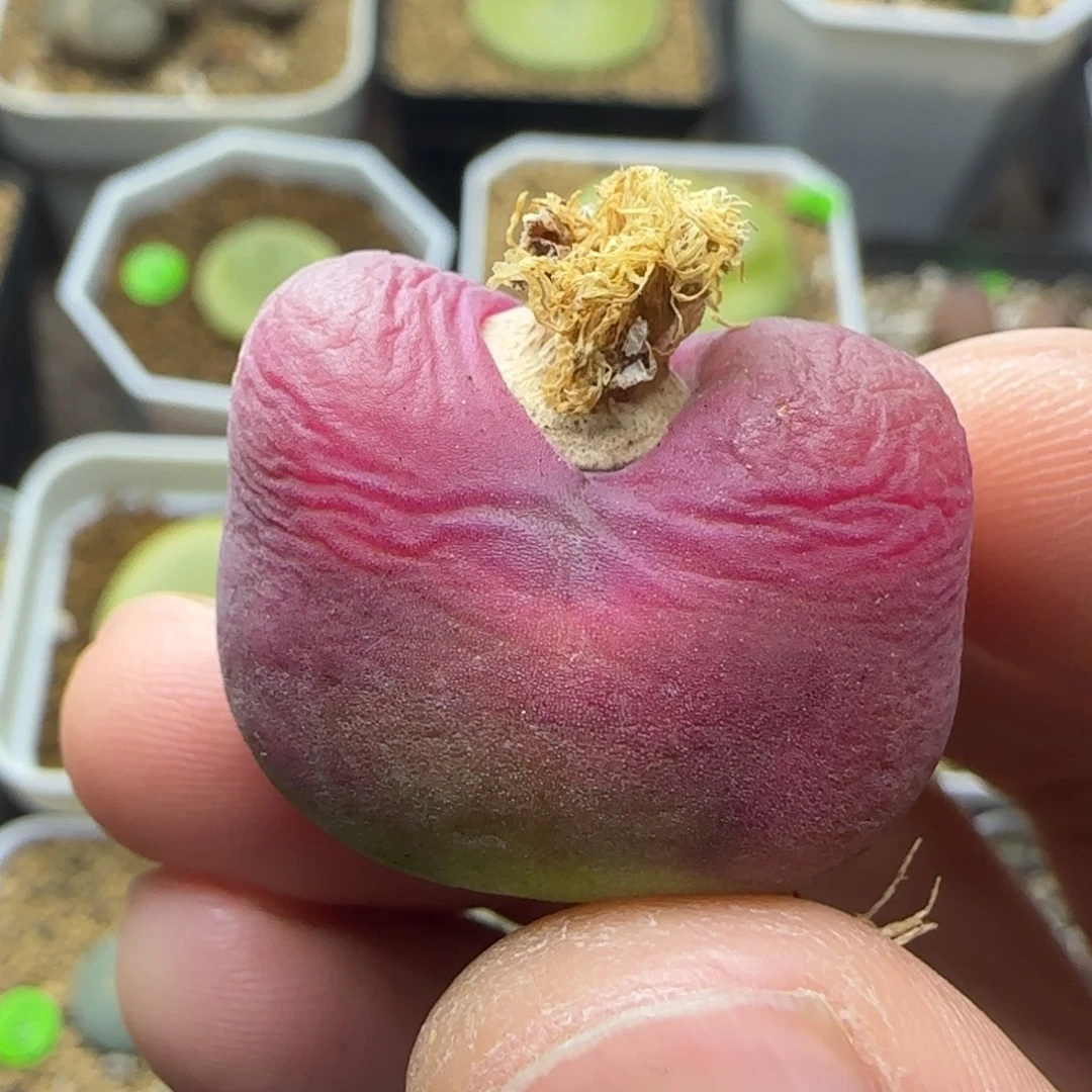 丝绒漂亮多肉植物411