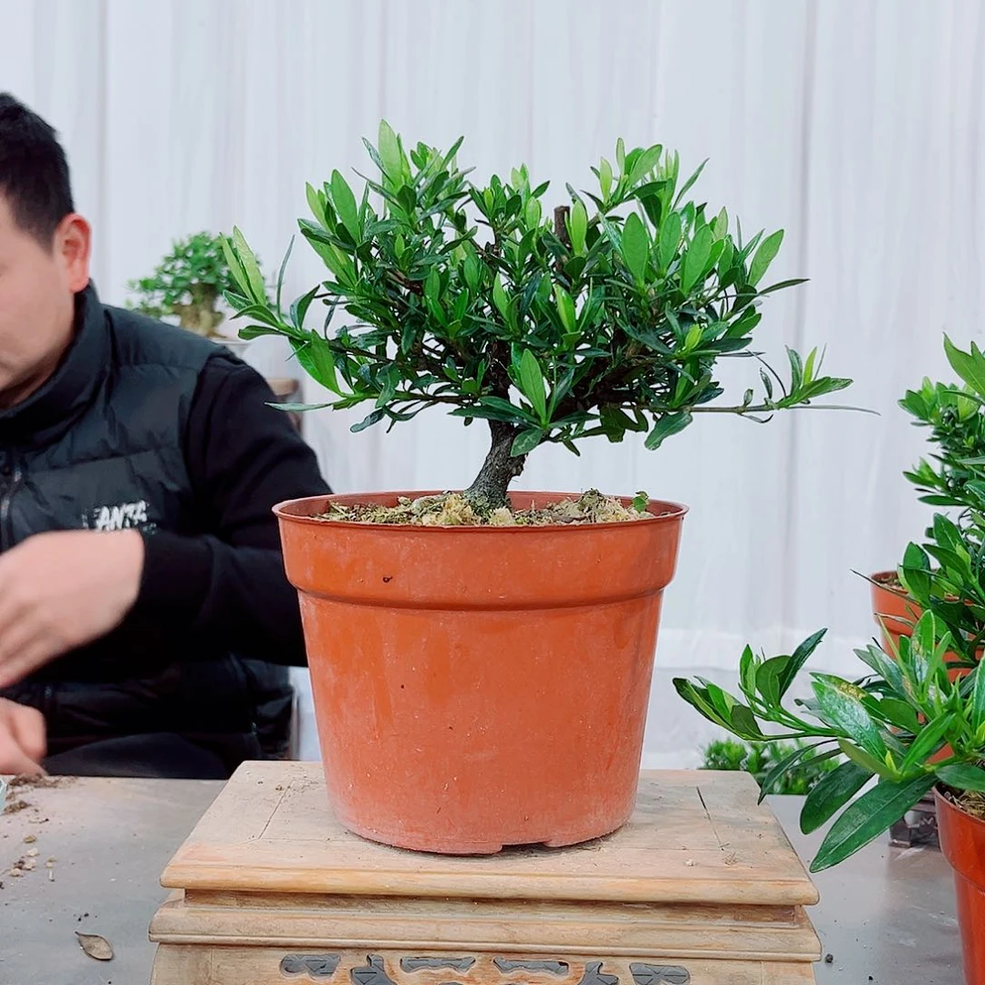 红陶微秋蝉栀子花