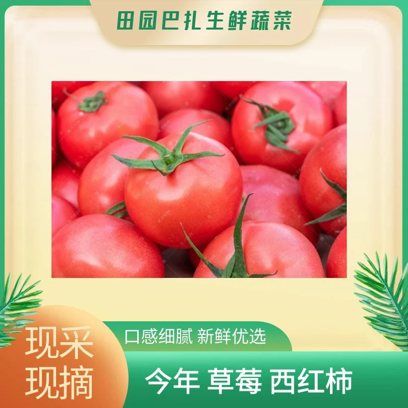 乌市包邮新鲜采摘草莓西红柿
