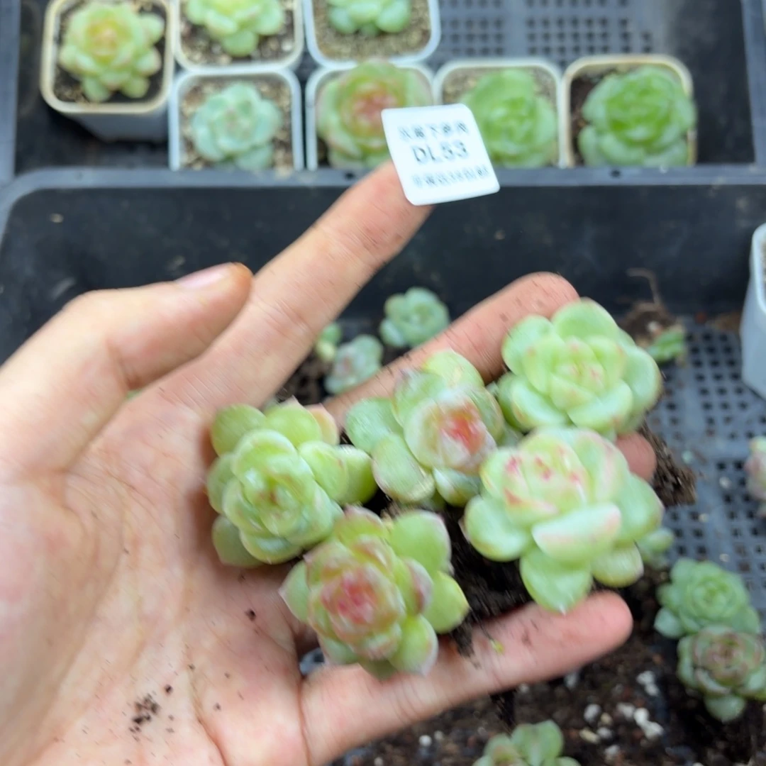 东篱下多肉53哈哈哈