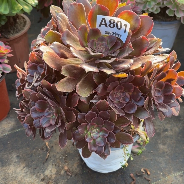 瑞妈，，。。。。801恶魔之吻