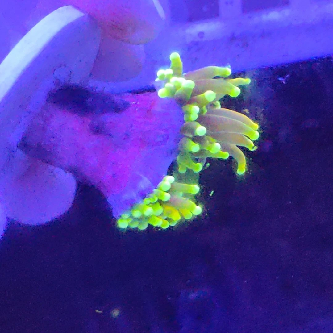 智海海洋珊瑚馆 竞拍链接