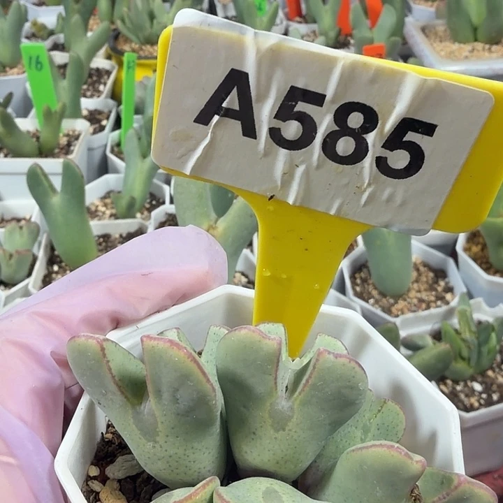 585mmmmmmmmmmmmmmmmm