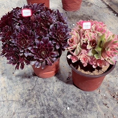 组合多肉法师314，315号