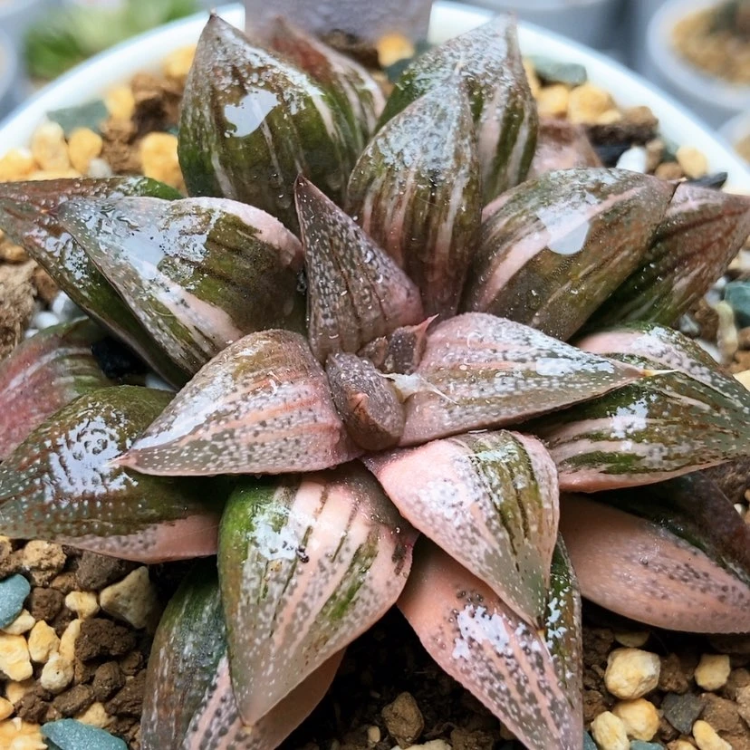 【闪购商品】小*玫瑰夫人锦97