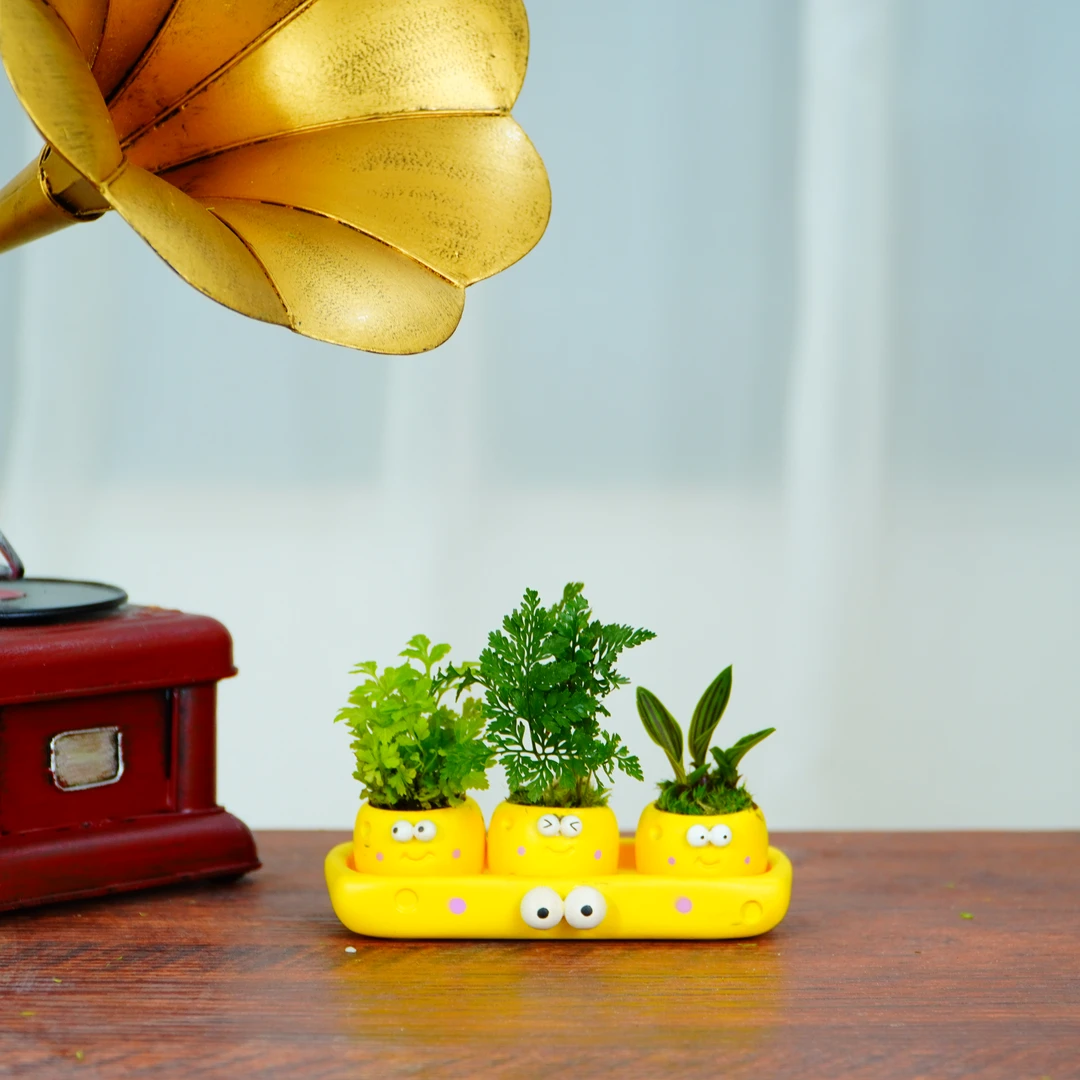 【上班搭子】小奶酪办公桌面绿植摆件盆栽组合