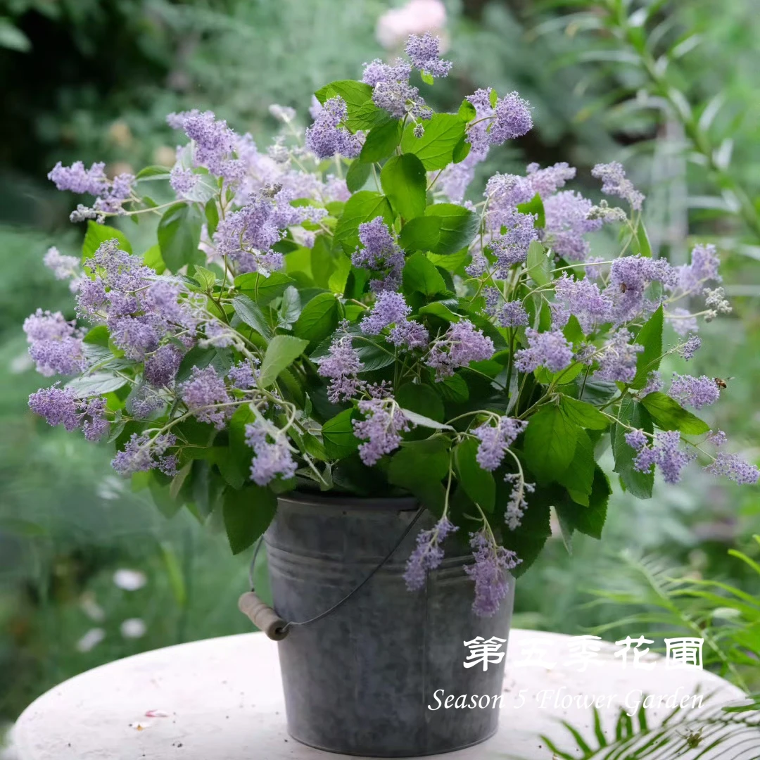 第五季花圃 美洲茶宽叶蓝色’凡尔赛荣耀‘ 耐寒耐热 庭院阳台盆栽