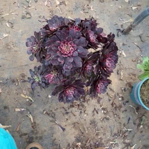 烟花65多肉植物法师