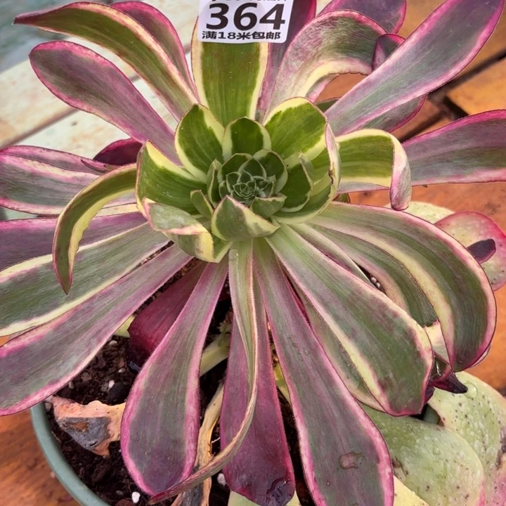 364紫焰掌心多肉法师锦