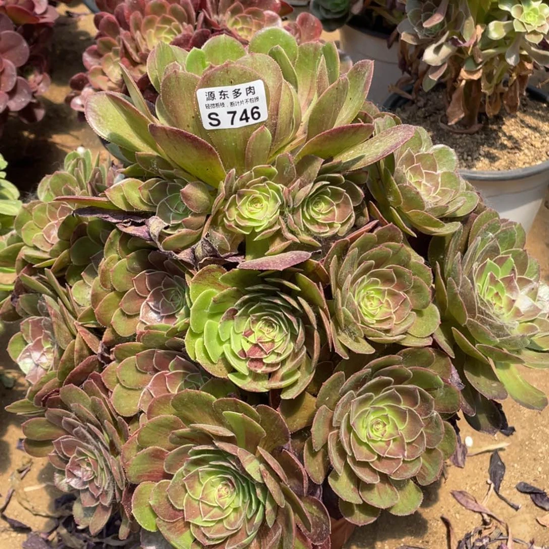 746花月夜多肉法师断枝不包