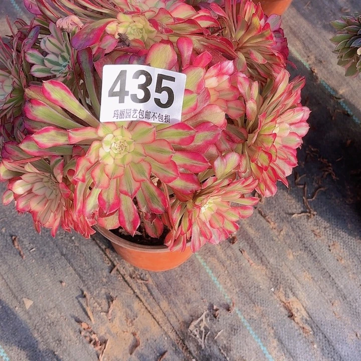 【闪购商品】T435桐柏2-10