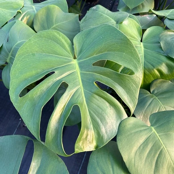 大颗加仑盆龟背竹（福利款）室内绿植客厅净化空气直播间一物一拍