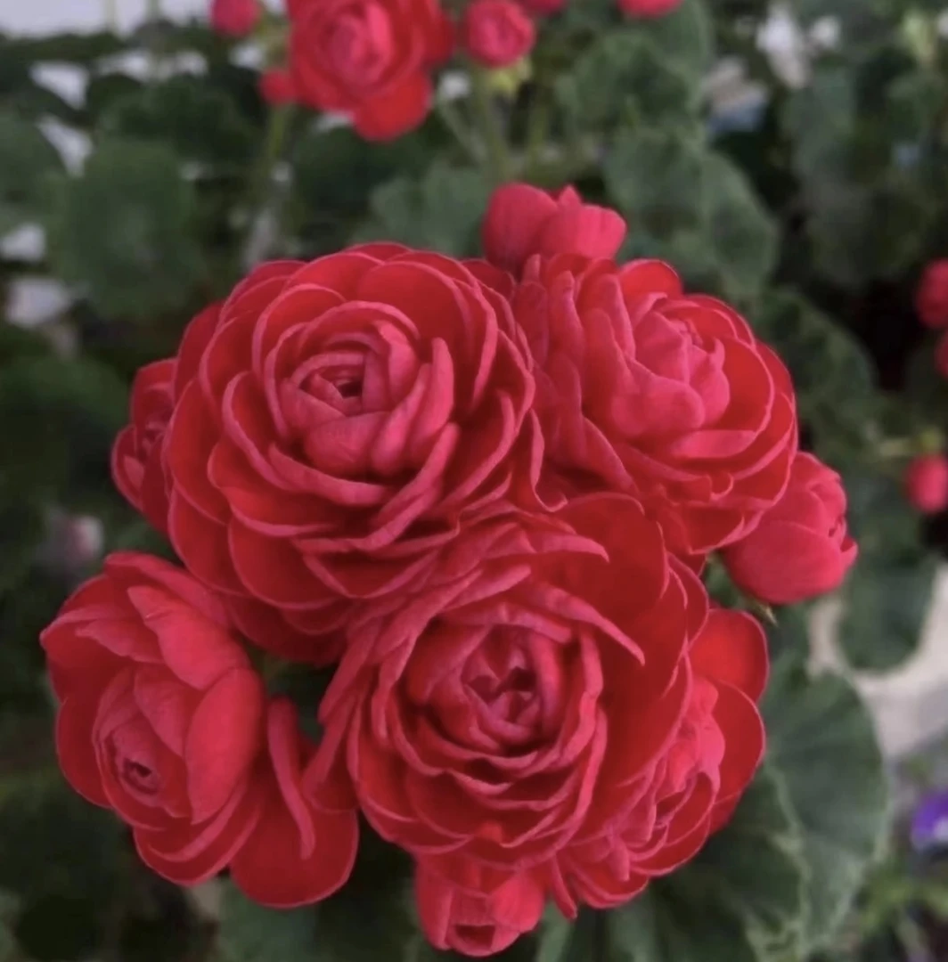 【万岁玫瑰】重瓣天竺葵中苗带花苞包对版