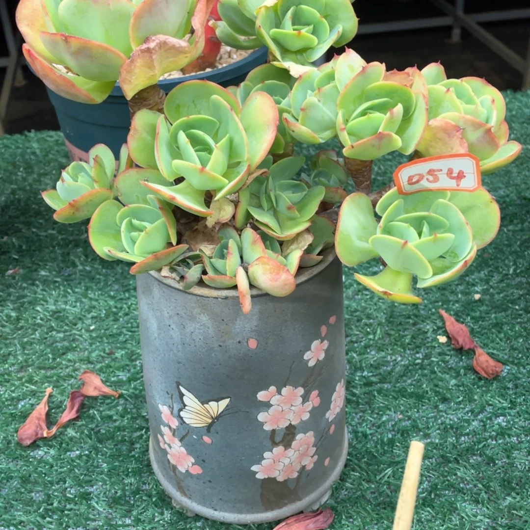 054 一物一拍28包邮非偏远