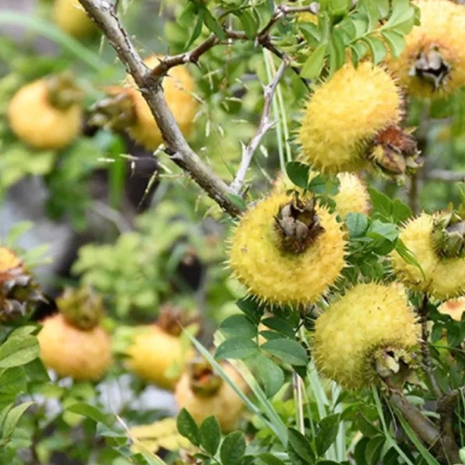 广西河池无任何人工干预新鲜野生刺梨