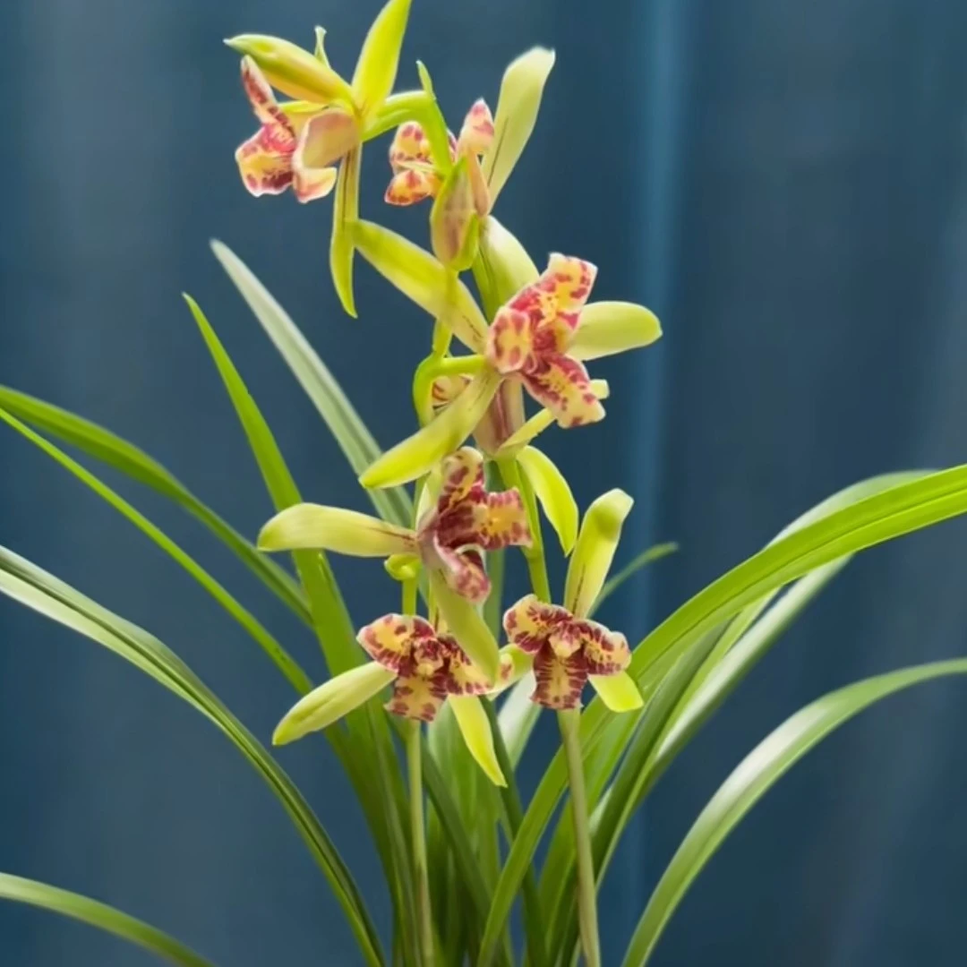 建兰吹吹蝶2-3苗浓香型花卉绿植盆景美观裸根包邮