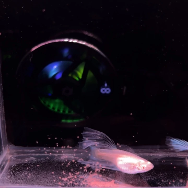 孔雀鱼蓝白蝴蝶灯笼坠绒球1对