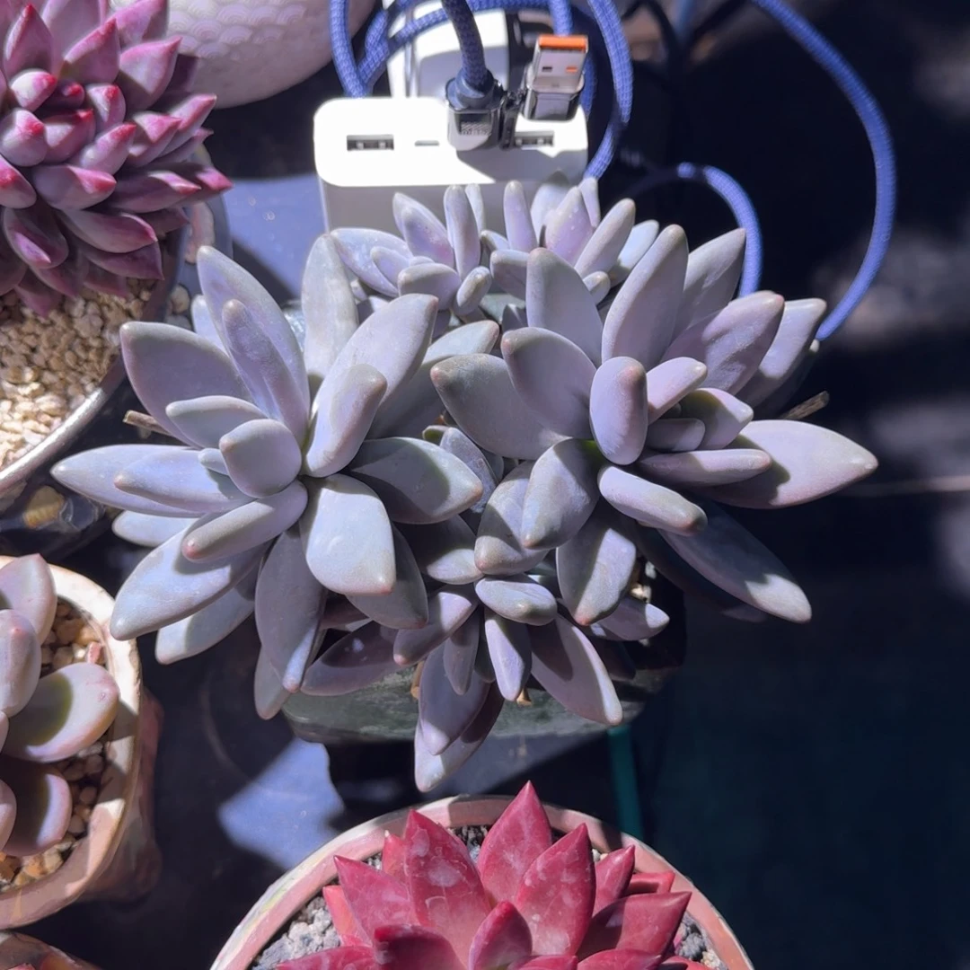 企鹅 5头 一物一拍