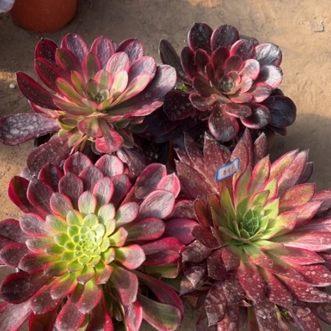 091多肉植物组合