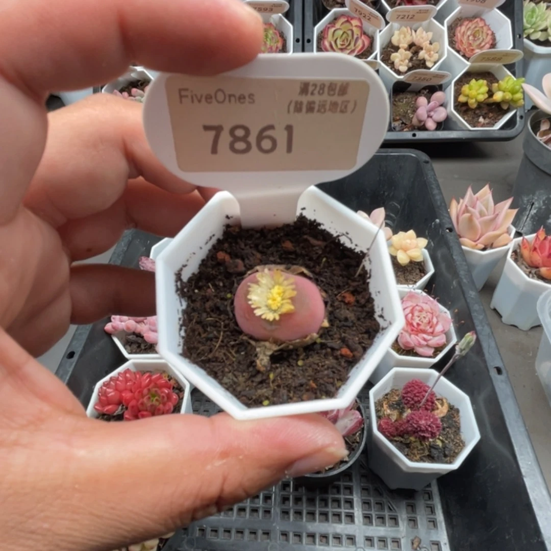 7861毛汉尼2.0厘米